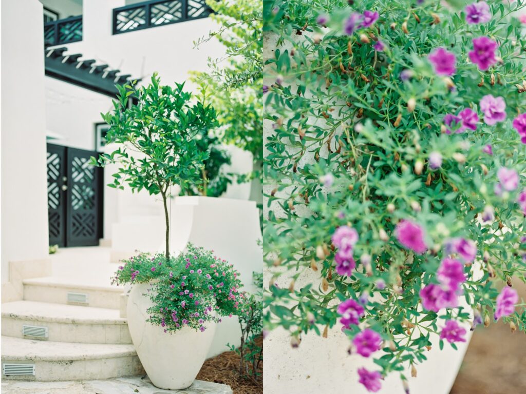 Blooming flowers as seen in Alys Beach photography by photographer Kaylie B. Poplin. 