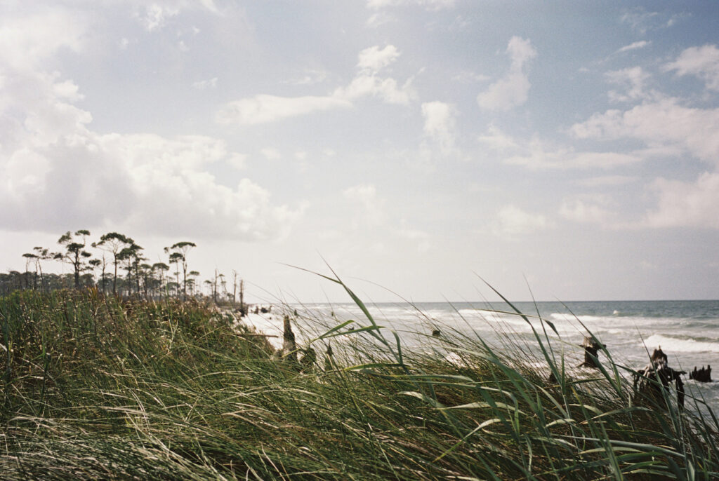 Sea grass dances along cape san blas on the forgotten coast of florida. 